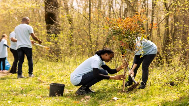 Effective Tree Care for Disease Management and Tree Health
